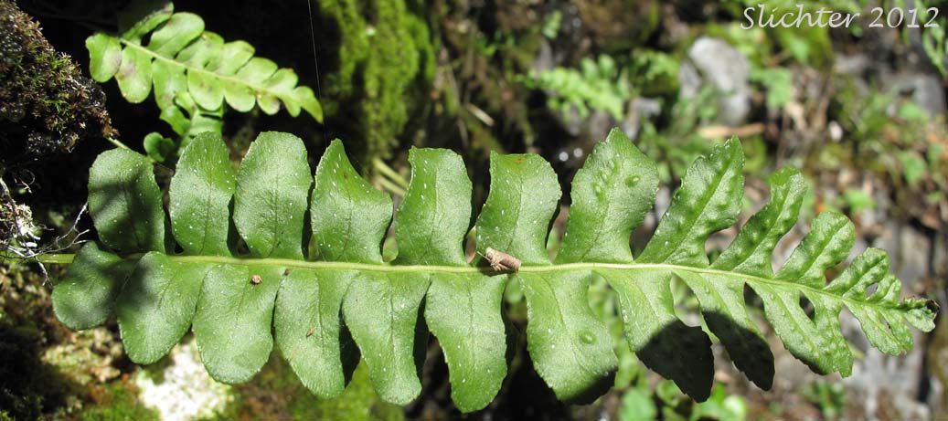 Western Polypody: Polypodium hesperium (Synonyms: Polypodium prolongilobum, Polypodium vulgare var. columbianum, Polypodium vulgare var. hesperium)