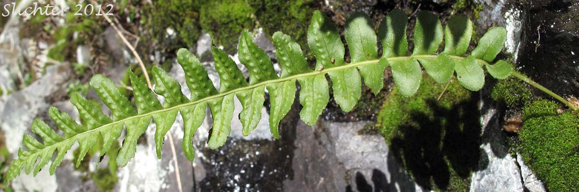 Western Polypody: Polypodium hesperium (Synonyms: Polypodium prolongilobum, Polypodium vulgare var. columbianum, Polypodium vulgare var. hesperium)