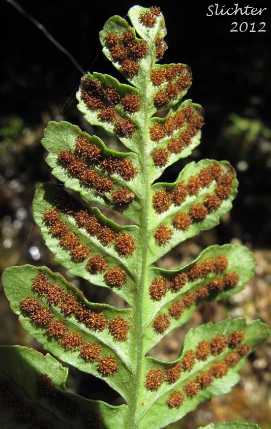Ventral frond surface of Western Polypody: Polypodium hesperium (Synonyms: Polypodium prolongilobum, Polypodium vulgare var. columbianum, Polypodium vulgare var. hesperium)