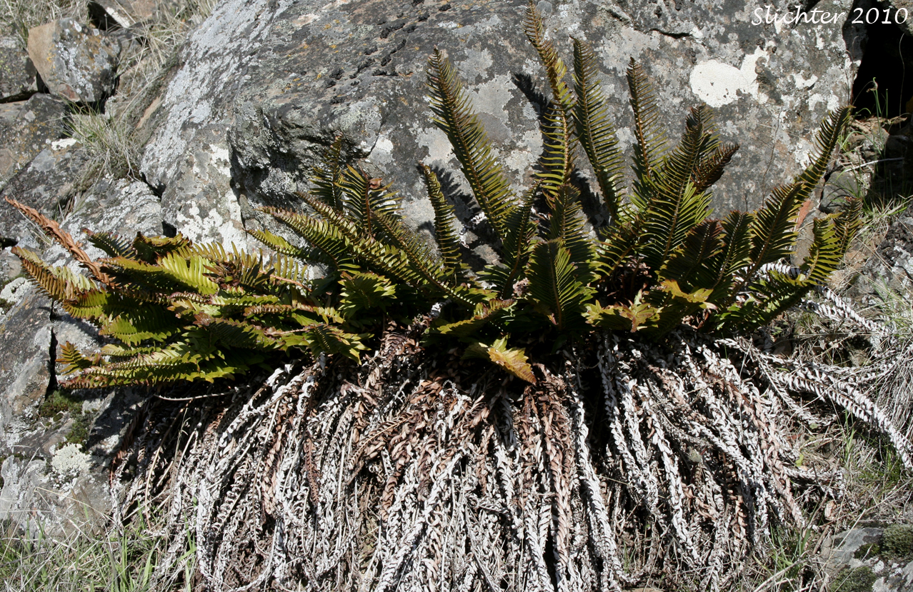 Narrow-leaved Sword-fern, Imbricate Sword Fern: Polystichum imbricans ssp. imbricans (Synonym: Polystichum munitum var. imbricans)