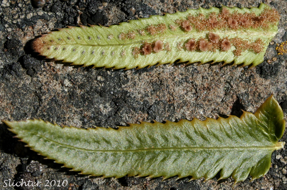 Dorsal and ventral leaflet surfaces of Narrow-leaved Sword-fern, Imbricate Sword Fern: Polystichum imbricans ssp. imbricans (Synonym: Polystichum munitum var. imbricans)