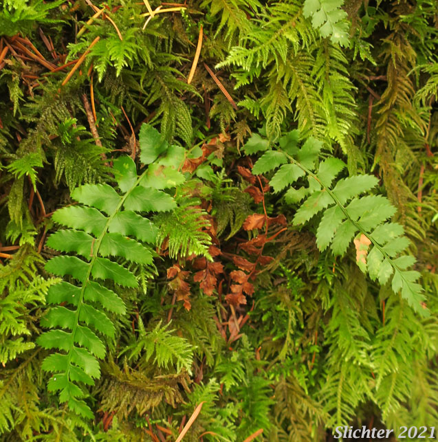 Mountain Fern, Northern Holly Fern: Polystichum lonchitis (Synonym: Polypodium lonchitis)