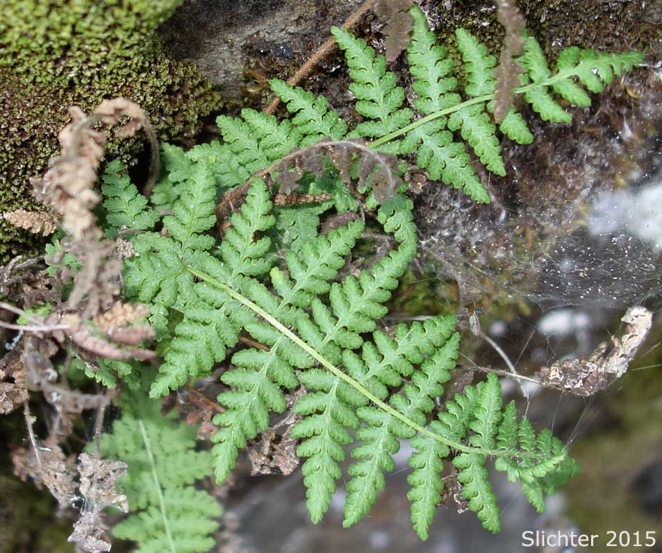 Rocky Mountain Woodsia, Laurentian Cliff Fern: Woodsia scopulina