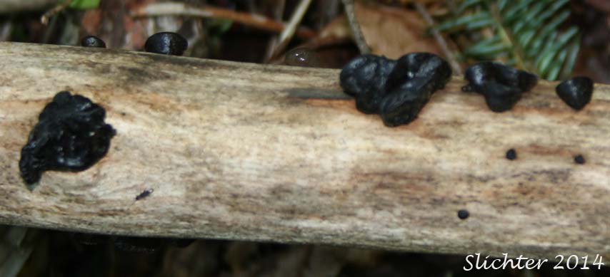 Black Bulgar: Bulgaria inquinans
