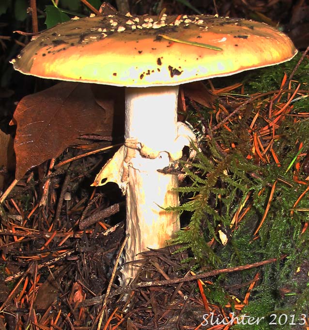 Unidentified Amanita from Pacific Crest Trail near Gillette Lake, Columbia River Gorge.........November 13, 2013.
