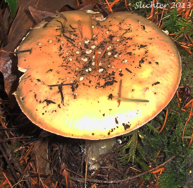 Cap of Unidentified Amanita from Pacific Crest Trail near Gillette Lake, Columbia River Gorge.........November 13, 2013.
