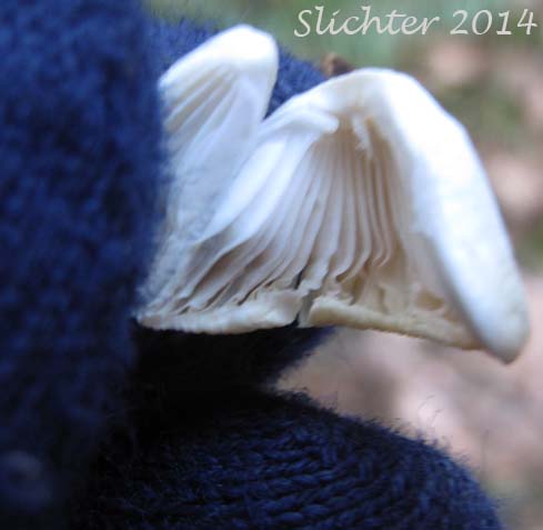 Unidentified Gorge Fungi #4 from trails at the east end of Hamilton Island, North Bonneville, WA, Columbia River Gorge.........January 26, 2014.
