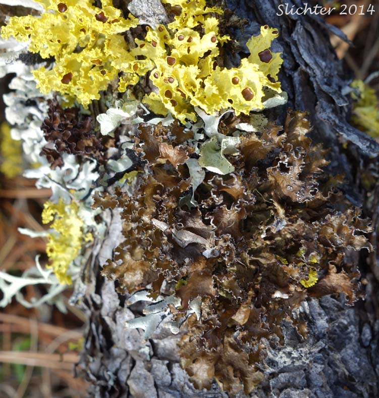 Greenleaf Tuckermannopsis Lichen: Tuckermannopsis chlorophylla (Synonyms: Cetraria chlorophylla, Cetraria scutata) (Parmeliaceae)