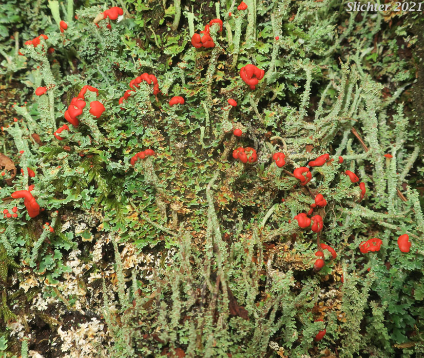 British Soldiers Lichen: Cladonia bellidiflora