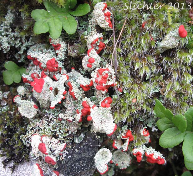 Cup Lichen: Cladonia bellidiflora