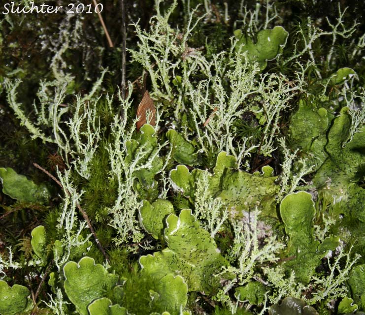 Cup Lichen: Cladonia furcata (Synonym: Cladonia furcata ssp. subrangiformis)