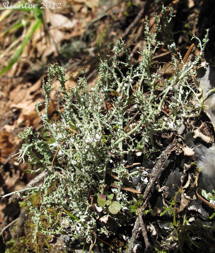 Cup Lichen: Cladonia furcata (Synonym: Cladonia furcata ssp. subrangiformis)