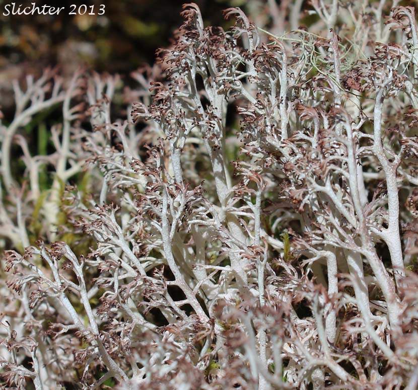 Greygreen Reindeer Lichen: Cladonia rangiferina (Synonyms: Cladina rangiferina ssp. grisea, Cladina rangiferina)