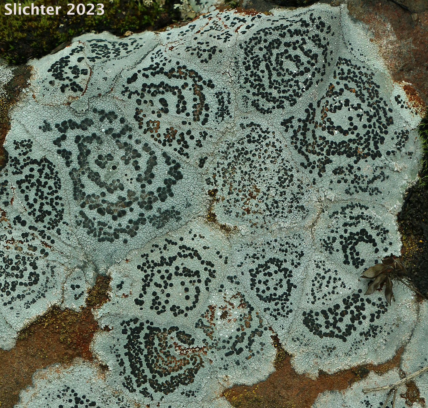Cowpie Lichen, Crater Lichen: Diploschistes muscorum ssp. muscorum (Synonyms: Diploschistes bryophilus, Diploschistes canadensis) (Thelotremataceae)