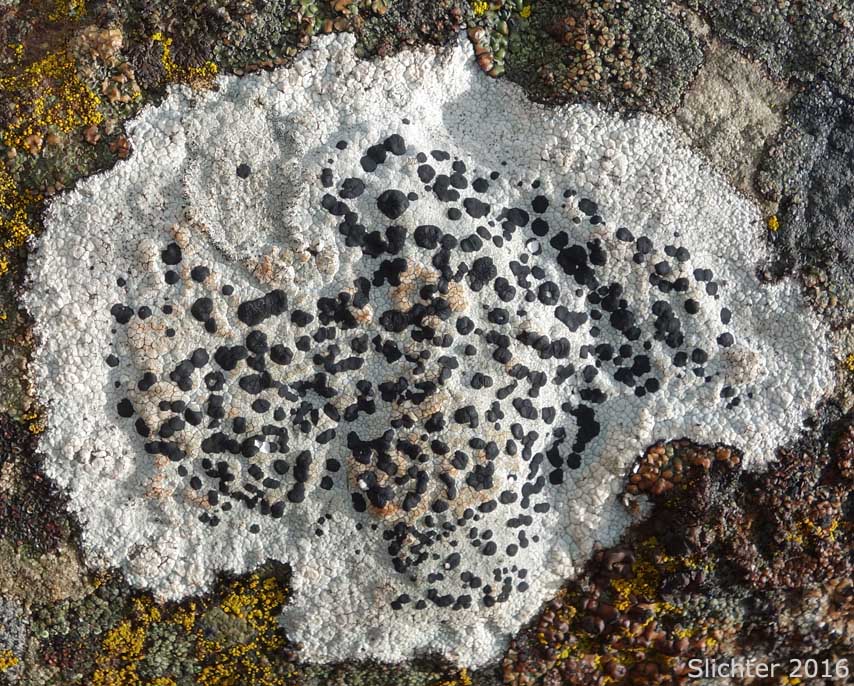 Cowpie Lichen, Crater Lichen: Diploschistes muscorum ssp. muscorum (Synonyms: Diploschistes bryophilus, Diploschistes canadensis) (Thelotremataceae)