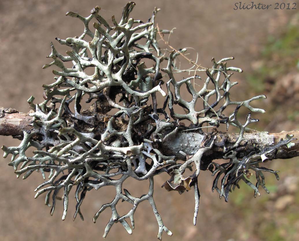 The upper side of Inactive Tube Lichen: Hypogymnia inactiva