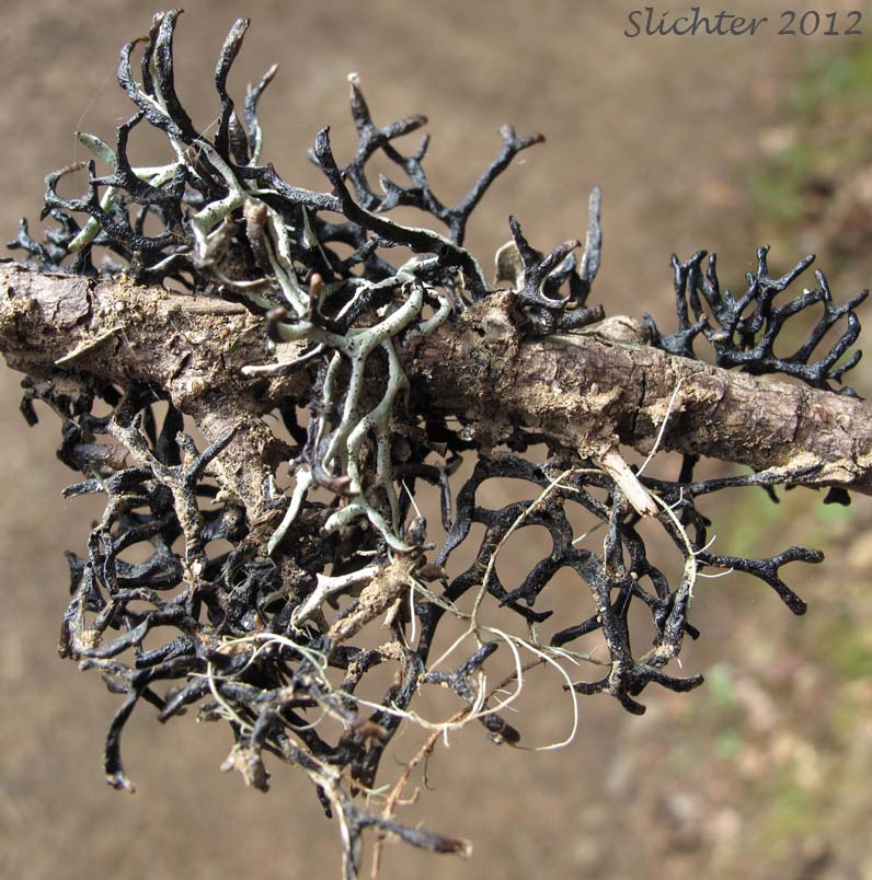 The ventral surfaces of Inactive Tube Lichen: Hypogymnia inactiva