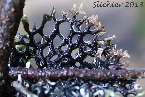 Ventral surface of Inactive Tube Lichen: Hypogymnia inactiva