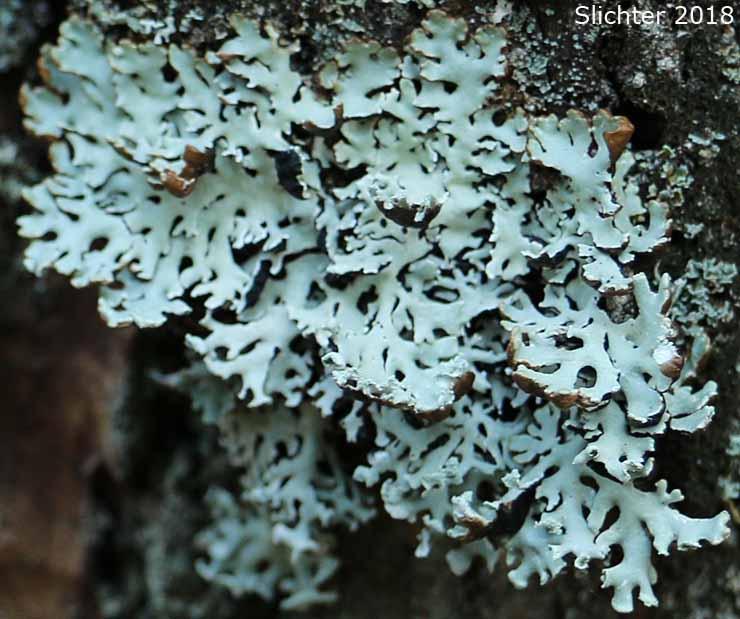 Hooded Tube Lichen: Hypogymnia physodes (Synonyms: Parmelia duplicata var. douglasicola, Parmelia oregana, Parmelia physodes)
