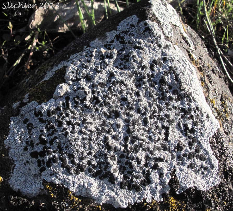 Unidentified Lecidea Lichen: Lecidea sp. (Lecideaceae)