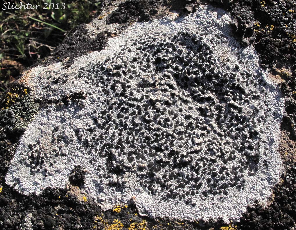 Unidentified Lecidea Lichen: Lecidea sp. (Lecideaceae)