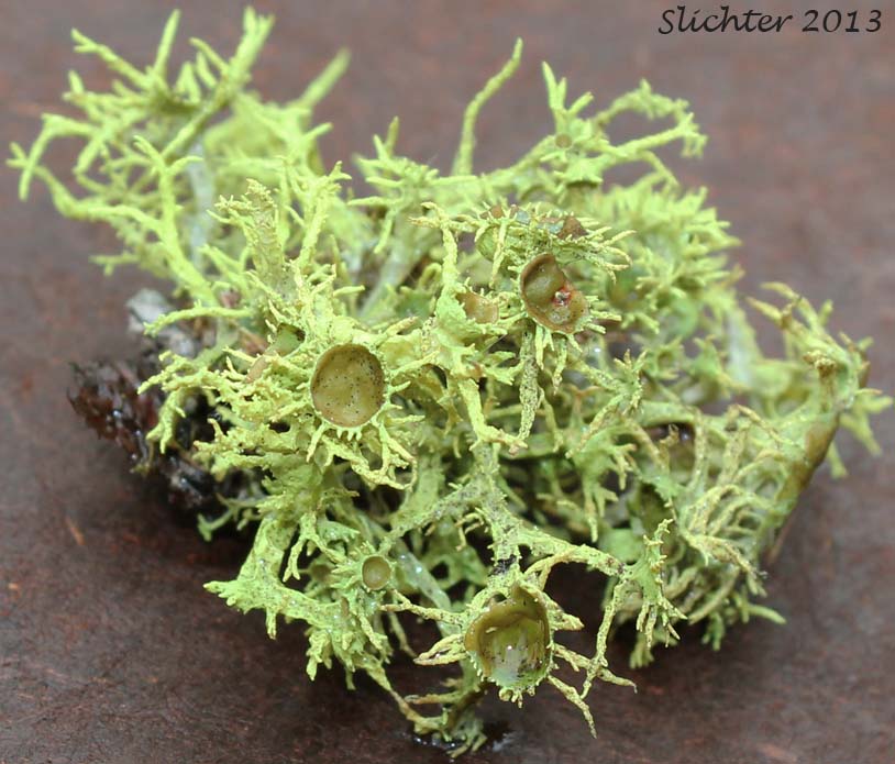 American Wolf Lichen, Brown-eyed Wolf Lichen, Wolf Lichen: Letharia columbiana (Synonym: Letharia californica) (Parmeliaceae)