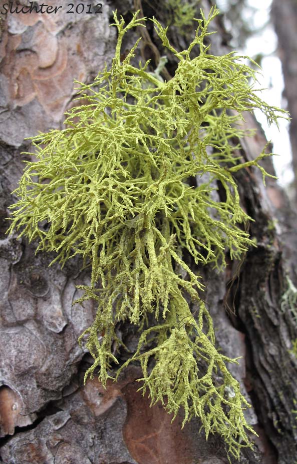 Wolf Lichen: Letharia vulpina (Synonym: Evernia vulpina) on the bark of Pinus ponderosa