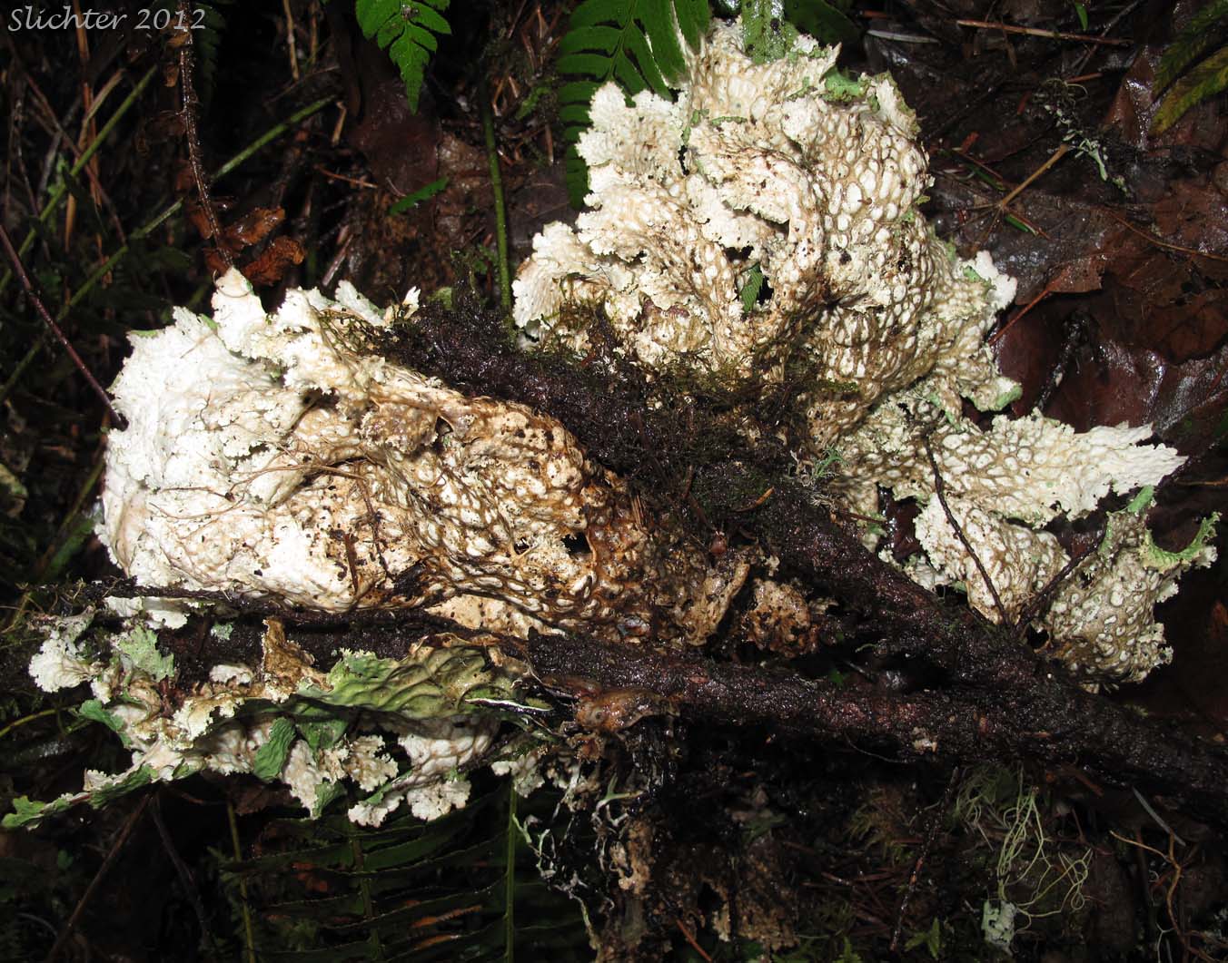 Lower surface of Oregon Lung Lichen: Lobaria oregana (Synonym: Sticta oregana)