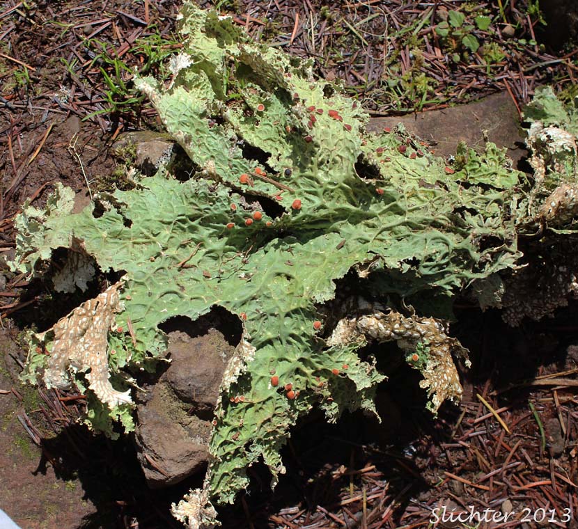 Lung Lichen: Lobaria oregana (Synonym: Sticta oregana)