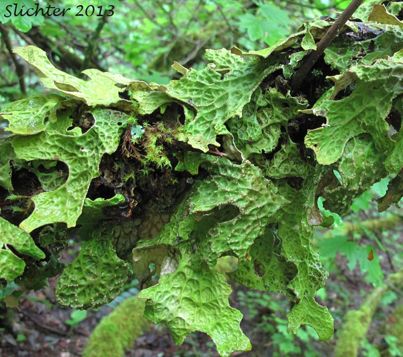 Lung Lichen, Lung Moss, Lungwort Lichen, Oak Lungs, Oak Lungwort, Tree Lungwort: Lobaria pulmonaria (Synonym: Sticta pulmonaria) ? (Family: Lobariaceae)