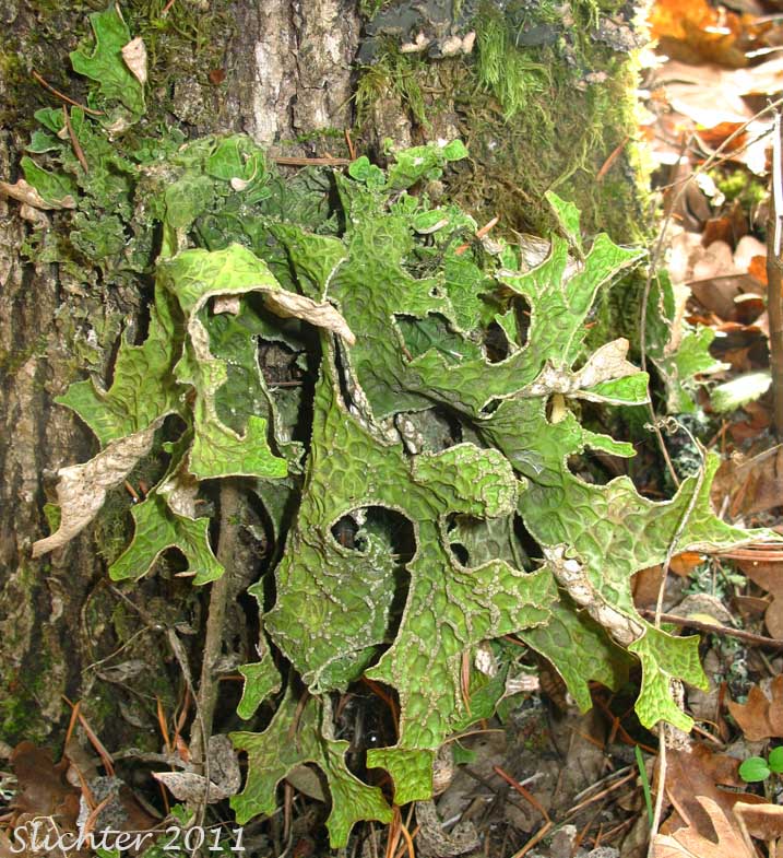Lung Lichen, Lung Moss, Lungwort Lichen, Oak Lungs, Oak Lungwort, Tree Lungwort: Lobaria pulmonaria (Synonym: Sticta pulmonaria) ? (Family: Lobariaceae) at the base of Quercus garryana