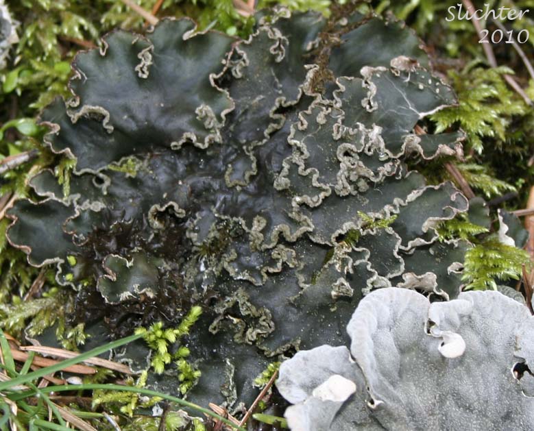 Felt Lichen: Peltigera collina (Synonym: Peltigera scutata)
