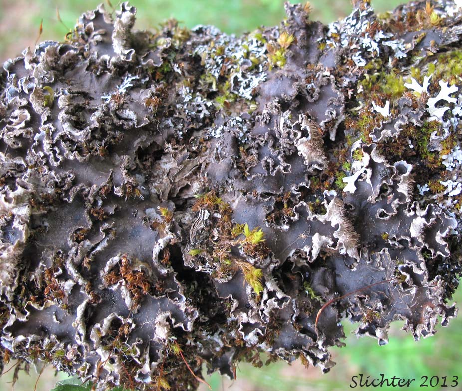 Felt Lichen: Peltigera collina (Synonym: Peltigera scutata)