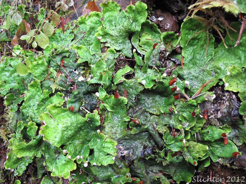 Upper surface of Felt Lichen: Peltigera leucophlebia (Synonyms: Peltigera aphthosa var. variolosa, Peltigera variolosa)