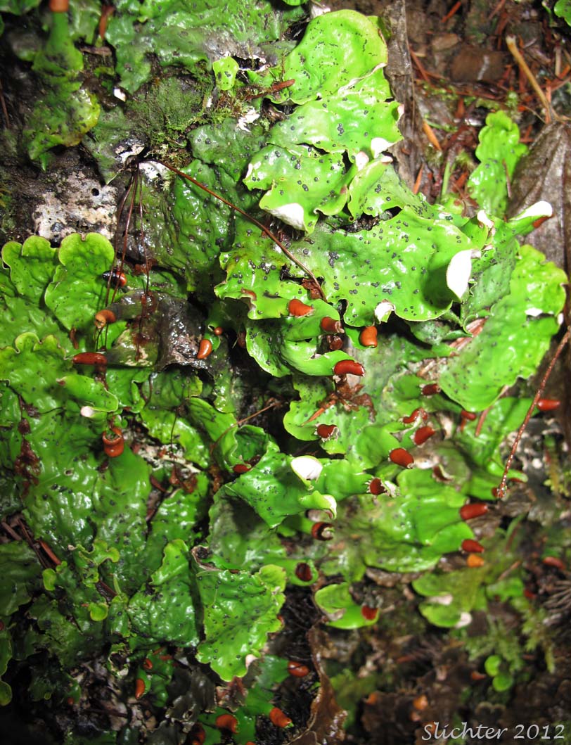 Upper surface of Felt Lichen: Peltigera leucophlebia (Synonyms: Peltigera aphthosa var. variolosa, Peltigera variolosa)