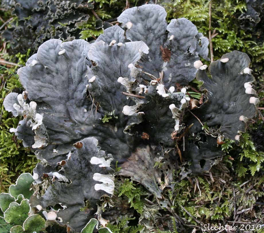 Membranous Felt Lichen: Peltigera membranacea