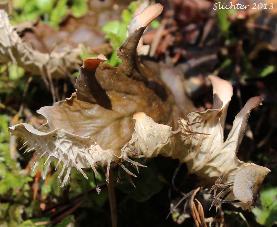 Membranous Felt Lichen: Peltigera membranacea