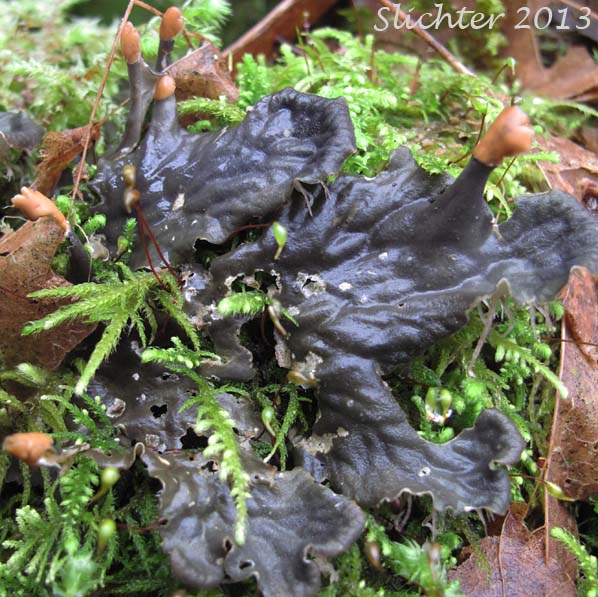 Carpet Pelt, Felt Lichen, Frog Pelt Lichen: Peltigera neopolydactyla (Synonyms: Peltigera occidentalis, Peltigera polydactyla var. neopolydactyla)