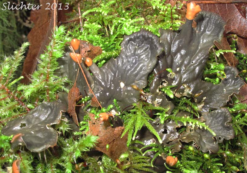 Carpet Pelt, Felt Lichen, Frog Pelt Lichen: Peltigera neopolydactyla (Synonyms: Peltigera occidentalis, Peltigera polydactyla var. neopolydactyla)