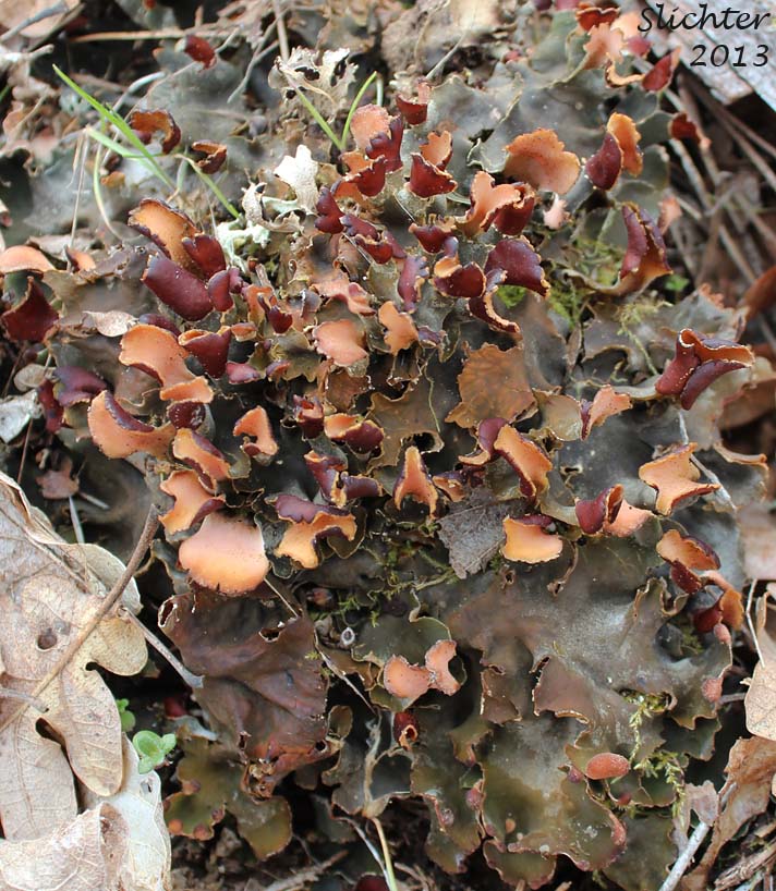 Carpet Pelt, Felt Lichen, Frog Pelt Lichen: Peltigera neopolydactyla (Synonyms: Peltigera occidentalis, Peltigera polydactyla var. neopolydactyla)