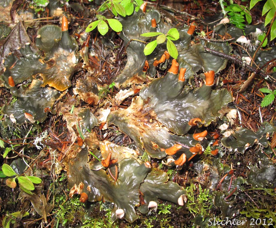 Upper surface of Felt Lichen: Peltigera polydactyon