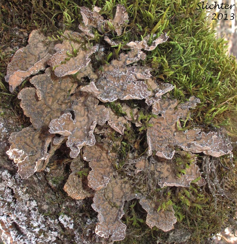 Pseudocpehalaria Lichen, Specklebelly Lichen: Pseudocephalaria anomala (Lobariaceae)