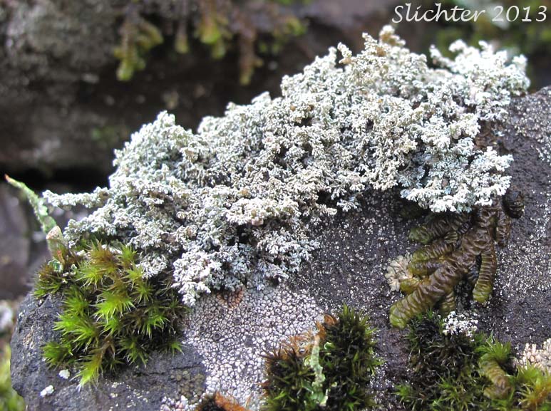 Unidentified Gorge Stereocaulon Lichen #1