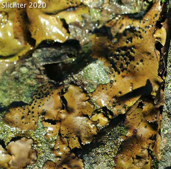 Navel Lichen: Umbilicaria phaea (Synonym: Gyrophora phaea) (Umbilicariaceae)