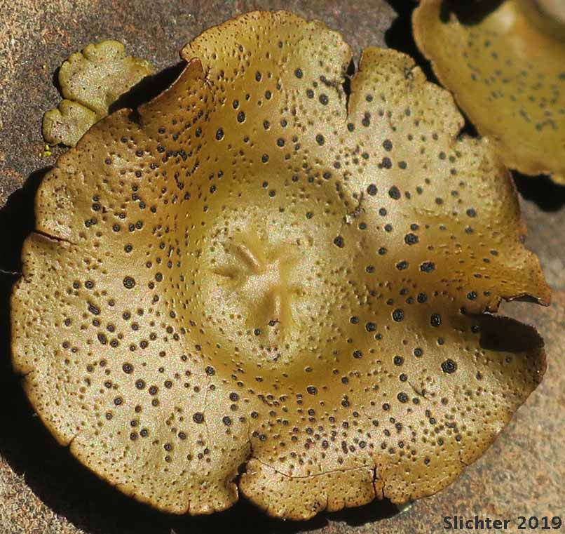 Navel Lichen: Umbilicaria phaea (Synonym: Gyrophora phaea) (Umbilicariaceae)
