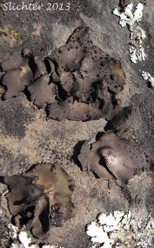 Navel Lichen: Umbilicaria phaea (Synonym: Gyrophora phaea) (Umbilicariaceae)