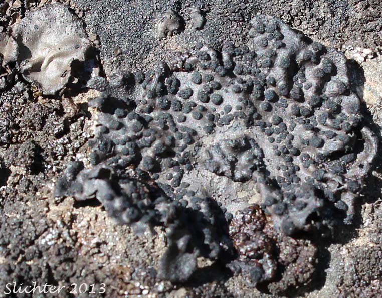Navel Lichen: Umbilicaria phaea (Synonym: Gyrophora phaea) (Umbilicariaceae)