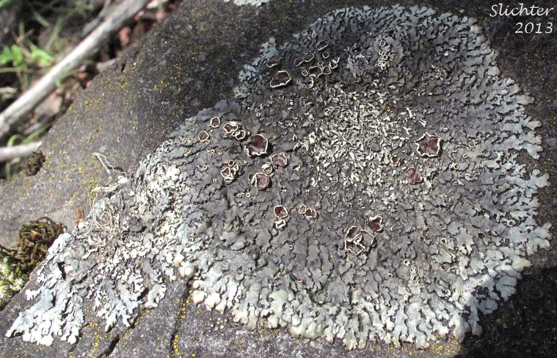 Unidentified Gorge Lichen #2