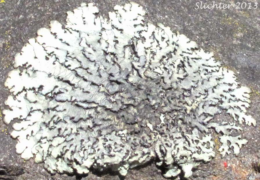 Unidentified Gorge Lichen #2