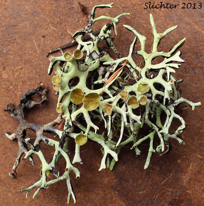 Unidentified Columbia River Gorge Lichen #10
